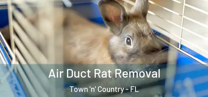Air Duct Rat Removal Town 'n' Country - FL