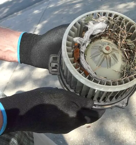 About Air Duct Mice Removal in Town 'n' Country, FL